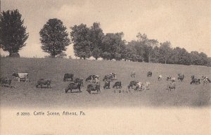 Postcard Cattle Scene Athens PA