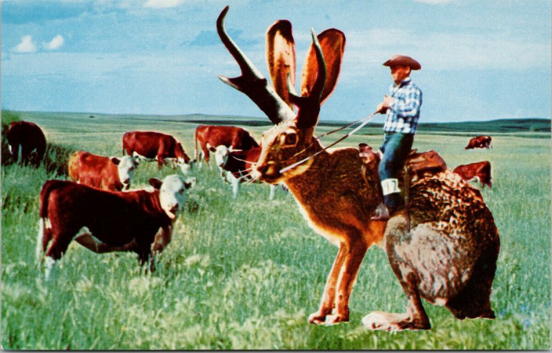 Jackalope 'Roundup Time' Exaggerated Rabbit Antelope Cowboy Rancher Postcard F85
