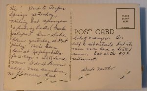 VTG Postcard 1960s real sponges from Tarpon Springs Florida dried unposted  488