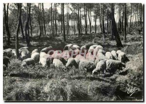 Modern Postcard La Lande Sheep at Pasture