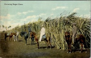 Growing Sugar Cane Men on Horseback Plantation c1915 Postcard T17