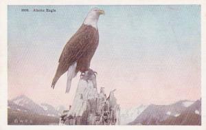 Alaska Alaskan Bald Eagle