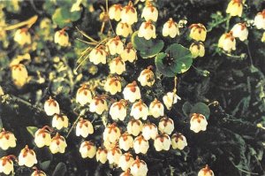 Cassiope Hypnoides Finland, Suomi Postal Used Unknown 