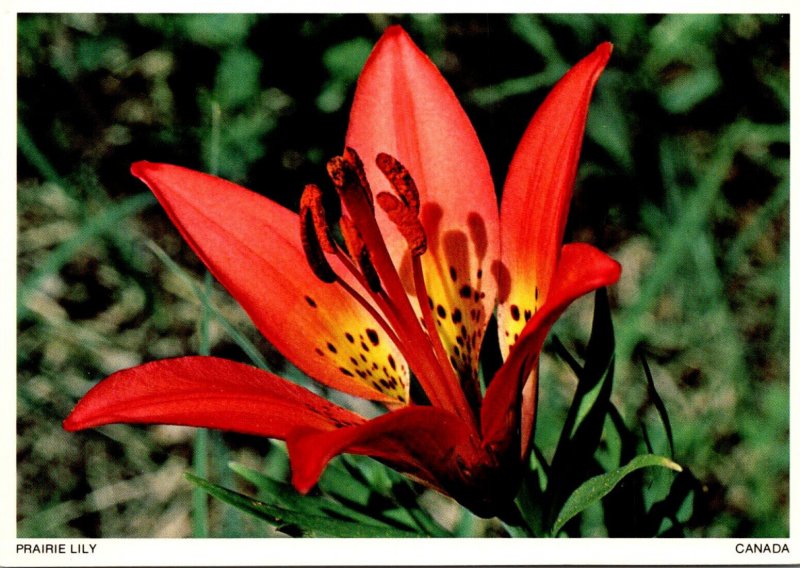 Canada Flowers Prairie lily Or Western Red Lily