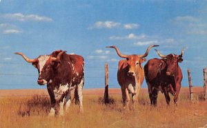 First American Cattle Texas Longhorn, USA Cow Unused light paper glued on back