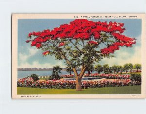 Postcard A Royal Poinciana Tree in Full Bloom, Florida