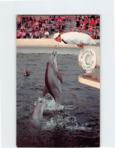 Postcard Porpoise Feeding Time, Marineland Of The Pacific, California