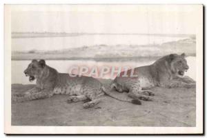 PHOTO CARD Felin Lion Lioness