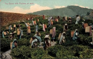 Ceylon Tea Estate With Pickers At Work