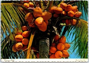 VINTAGE CONTINENTAL SIZED POSTCARD COCONUT PALM IN JAMAICA SET OF (3) STAMPS '72