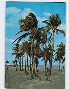 Postcard Palm trees swaying in the gentle tradewinds, Typical setting of Florida