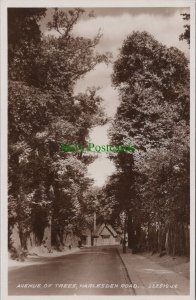 Middlesex Postcard - Avenue of Trees, Harlesden Road   RS30044