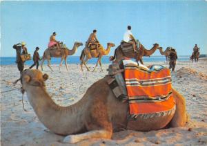 BR40485 Plage tunisienne a camel ride  Tunisia