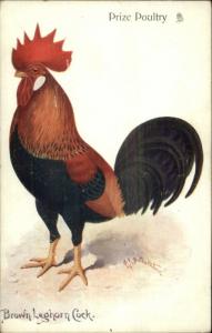 TUCK Prize Poultry Brown Leghorn Cock #1542 c1910 Postcard