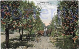 PICKING FRUIT IN EL DORADO COUNTY CAL