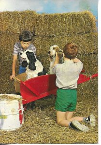 Two boys with their dogs Modern Spanish photo `postcard 1970s
