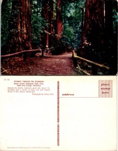 Redwoods, Calif. (14952