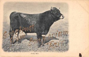 Emporium Fair Greetings Jersey Bull Vintage Postcard JE359537