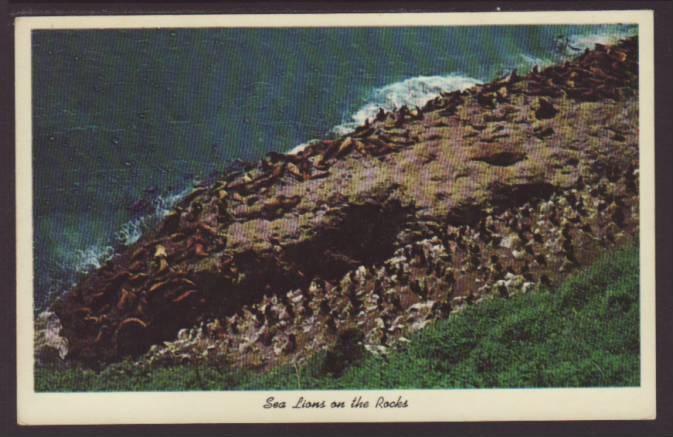 Sea Lions on the Rocks Postcard 