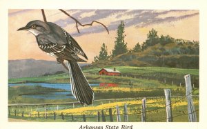 Vintage Postcard 1930's Mocking Bird Arkansas' State Song Bird Close To Man