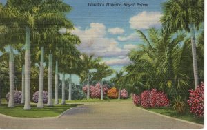 PC7302 FLORIDA'S MAJESTIC ROYAL PALMS