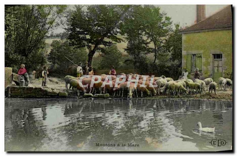 Old Postcard Folklore Sheep in the pond