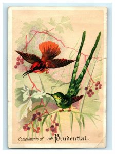 Lot Of 2 1880's-90's Prudential Insurance Co. Colorful Birds Lovely Lady P175