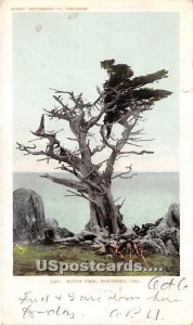 Witch Tree - Monterey, CA