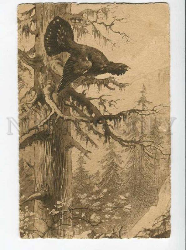 270043 Russia HUNT capercaillie Vintage ENGRAVING postcard