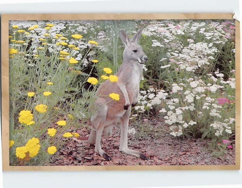 Postcard Kangaroo in the Field of Flowers Kangaroo Conservation Center Georgia