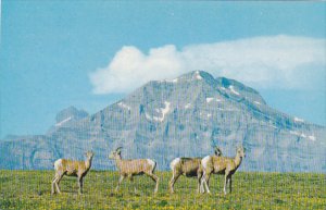 Bighorn Sheep in the Canadian Rockies