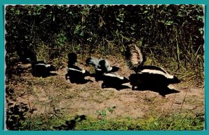 Canada, Manitoba - Greetings From Virden - Skunk Family - [FG-420]