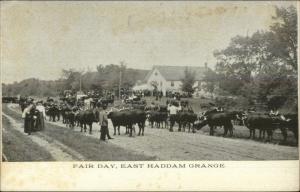 East Haddam CT Grange Fair Day Cattle Cows c1910 Postcard