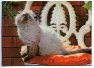263469 Siamese CAT OLD 3-D Lenticular postcard