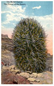 Barrel Cactus , Flower of the Desert