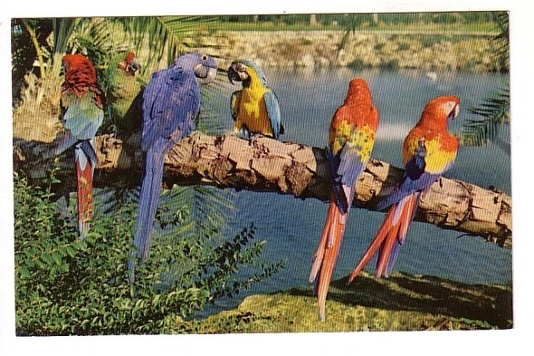 Trained Parrots, Lagoon, Busch Gardens, Tampa, Florida, Birds