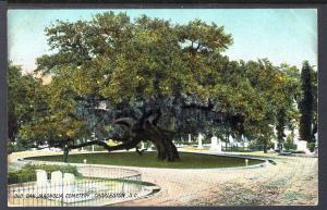 Old Oak,Magnolia Cemetery,Charleston,SC