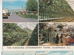 BF25035 the hanging strawberry farm guernsey CI UK  front/back image