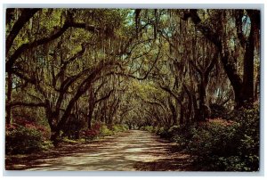 St. Francisville Louisiana LA Postcard Entrance To Afton Villa Trees Scene c1960