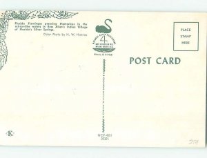 Chrome INDIAN SCENE Silver Springs - Near Ocala Florida FL AH4352