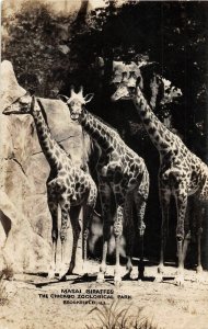 H68/ Brookfield Illinois RPPC Postcard c1940s Giraffe Masai Chicago Zoo  180