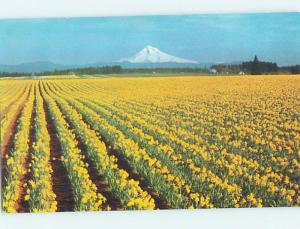 Unused Pre-1980 DAFFODIL FLOWER FIELD Western Oregon OR hn3156@