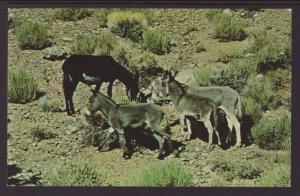 Wild Burros,Donkeys
