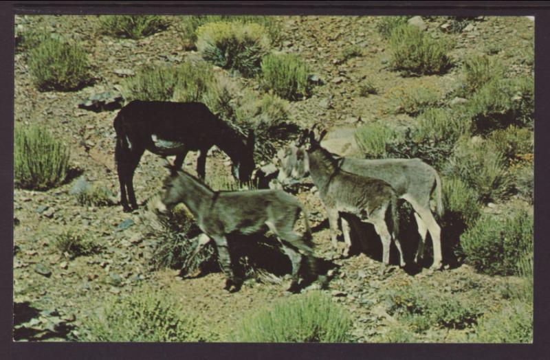 Wild Burros,Donkeys