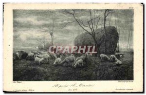 Old Postcard Fancy Sheep In pre Mazzetti