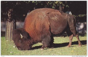 Buffalo, The plains of North America, 40-60s