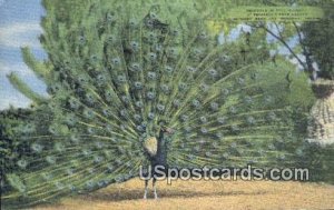 Peacocks, Petersen's Rock Garden - Bend, Oregon