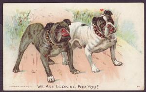 Dog unused postal card