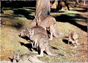 Australian Kangaroo Grouping 1960s Postcard