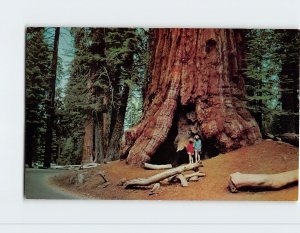 Postcard - General Robert E. Lee Tree, Kings Canyon National Park - California